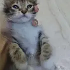 قط للتبني