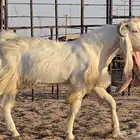 تيس ابيض مشروك