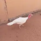 ديك للبيع