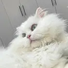 قط شيرازي للتبني