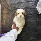 كلاب مالتيبو عمر شهرين