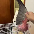ببغاء كوكاتو قالا