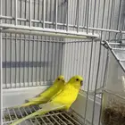 جوز بادجي