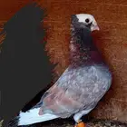 فحل هزازي
