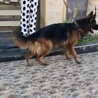 جيرمن شيبرد انثى بالغه للبيع سعر مميز