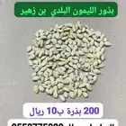 بذور الليمون البلدي بن زهير
