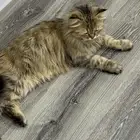 قطه معثور عليها للتبني