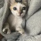 قطط تبني