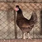 للبيع دجاج ترثه