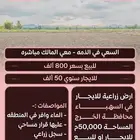 ارض زراعيه مساحة 50 ألف في السهباء الخرج للبيع بسعر 800 ألف