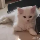 كتن أنثى هجين شيرازي مع هملايا