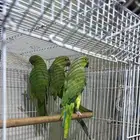 للبيع ببغاء الدره