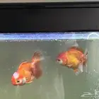 سمك oranda goldfish و gourami