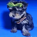 للبيع يوركي شاير ميني Yorkshire mini for sell