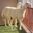 للبيع شياه حريات صنف