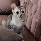 للتبني