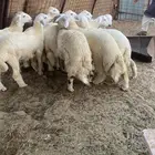 طليان ذبايح ضيوف وثلاجة مع ذبح وتوصيل
