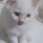 ما شاء الله العمر شهرين