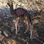 مكه المكرمه البرزه