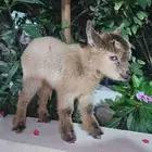 ماعز قزم جفرة انثة صغيرة