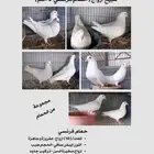 للبيع حمام فرنسي