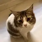 قطط للتبني (ذكور)