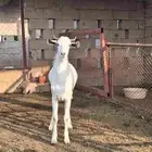 تيس بلدي مخصي جذع عمره 8شهور