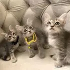 كتن صغار للبيع