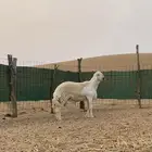 مشروع فحل حري صنف