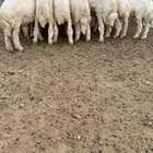 طليان حرية ذبايح