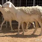 للبيع حريات((تم البيع تم البيع )))