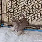 حمام كرنقو الاسكا