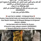 قط ضائع - حي الأجاويد - مكافأة مالية لمن يجده