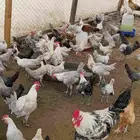 دجاج فيومي للبيع الخمرة اعمار 3 شهور واكبر