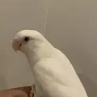 روز اليف