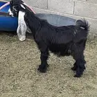 تيس عارضي