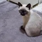 قط للتبني به قراض عمره 4 شهور لعوب جدا