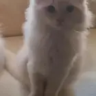 ذكر هملايا 3 شهور