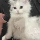 قطط