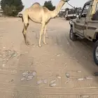 للبيع