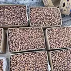 صفري بيشة