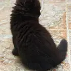 كيتن للتبني بجازان