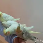 فروخ كراون مشالله نظيفه او حلووه للبيع