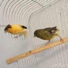 جوز كناري منتج مع فرخين