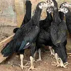 باكستاني أصيل عمره شهرين
