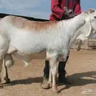 فحل سواكني درماني صنف