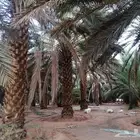 مزرعة للإيجار   ضواحي العلا