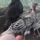 ديكة ودجاجة رومي