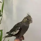 للبيع كروان اليف وبدايه هدد