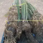 نخل دقل كبار